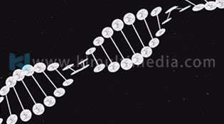 DNA Molecular Chain Display